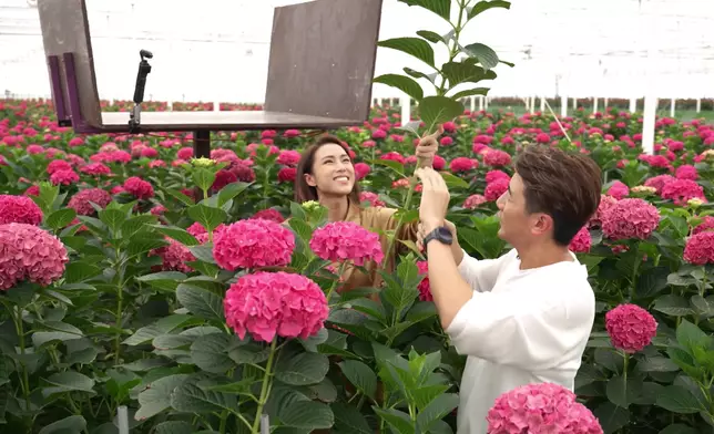 二人學剪繡球花。