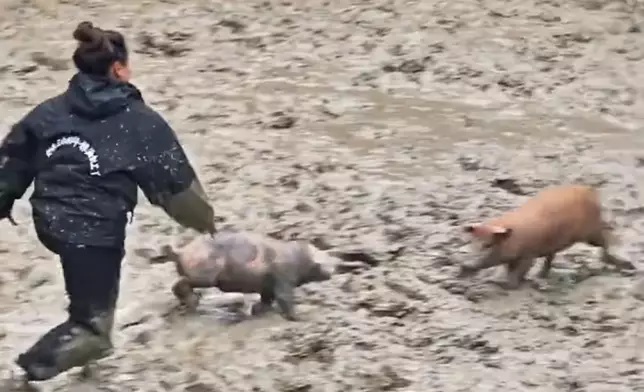 貴州黔東南丹寨縣一條村為慶祝豐收，在翻鼓節舉辦「抓豬比賽」，吸引外地人參與。視頻截圖