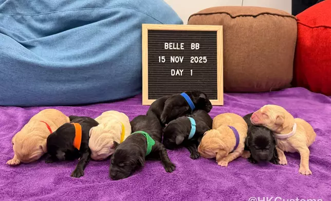 9隻海關搜查犬BB誕生，有點有白。海關FB圖片