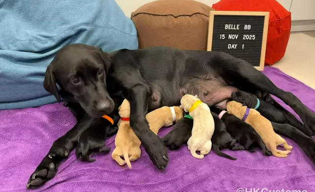 9隻海關搜查犬BB誕生。海關FB圖片