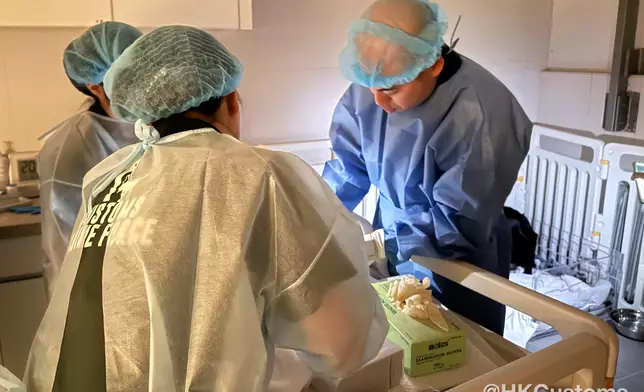 9隻海關搜查犬BB由獸醫協助順產誕生。海關FB圖片