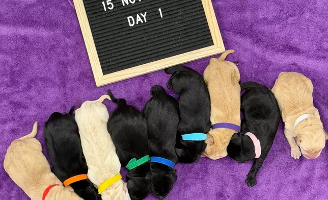 9隻海關搜查犬BB誕生。海關FB圖片