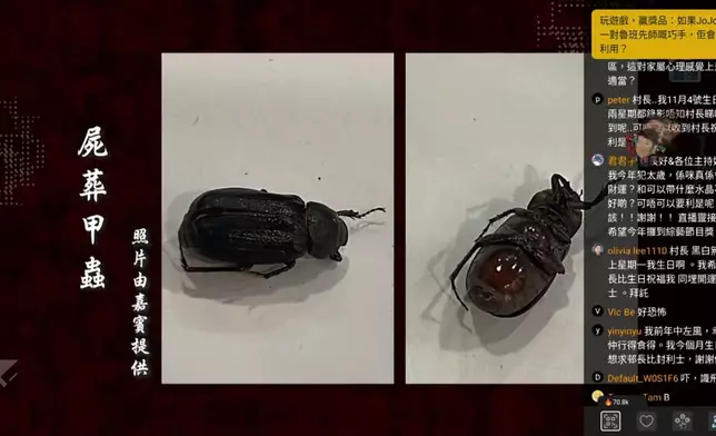 屍蟲即屍葬甲蟲以腐肉為生。