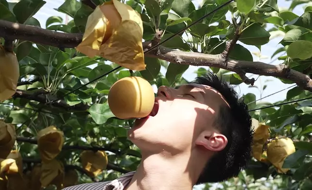 二人到梨園摘新鮮新甘泉梨。