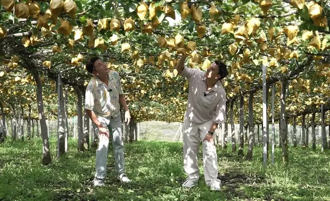 二人到梨園摘新鮮新甘泉梨。