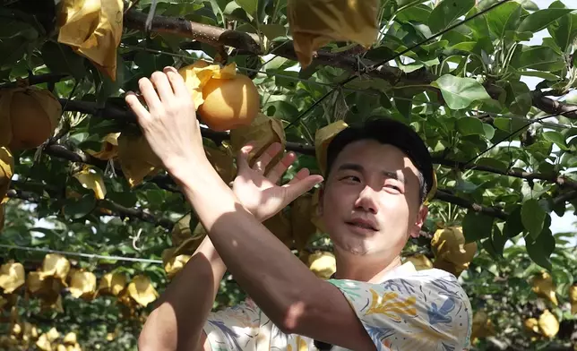 二人到梨園摘新鮮新甘泉梨。