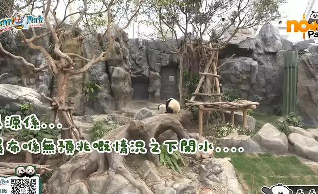 大熊貓家姐細佬發現有怪聲，以九秒九極速逃跑。海洋公園ig影片截圖