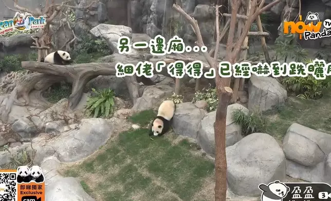 大熊貓家姐細佬發現有怪聲，以九秒九極速逃跑，細佬更使出飄移絕技。海洋公園ig影片截圖