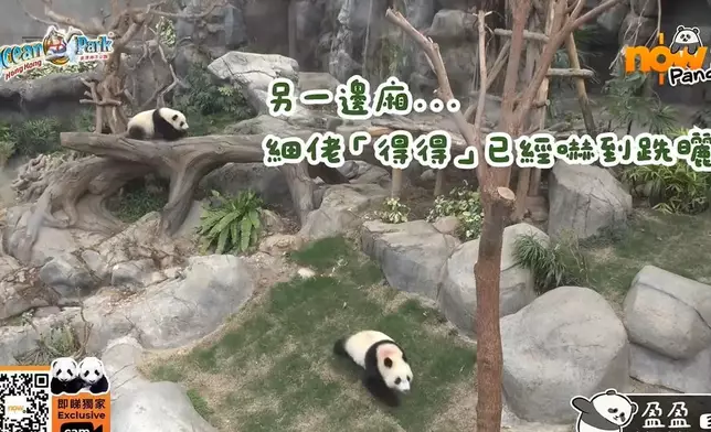 大熊貓家姐細佬發現有怪聲，以九秒九極速逃跑。海洋公園ig影片截圖