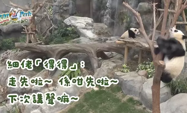 大熊貓家姐細佬發現有怪聲，以九秒九極速逃跑。海洋公園ig影片截圖