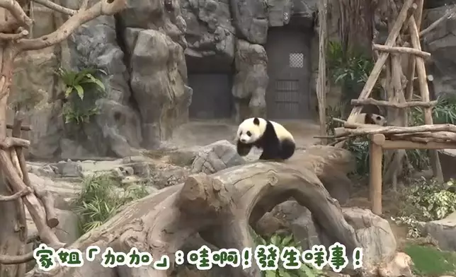 大熊貓家姐細佬發現有怪聲，以九秒九極速逃跑。海洋公園ig影片截圖