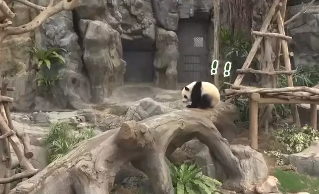 大熊貓家姐細佬發現有怪聲，以九秒九極速逃跑。海洋公園ig影片截圖