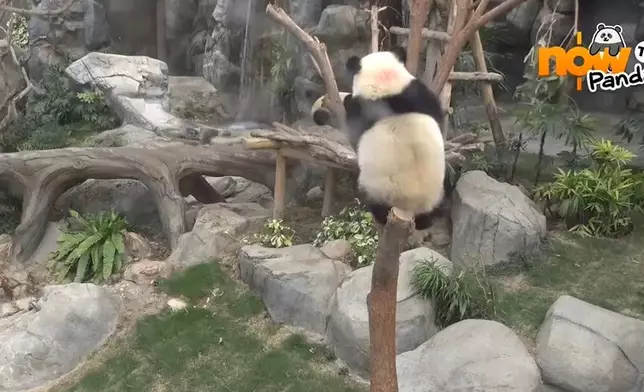 大熊貓家姐細佬發現有怪聲，以九秒九極速逃跑，細佬爬上樹避險。海洋公園ig影片截圖