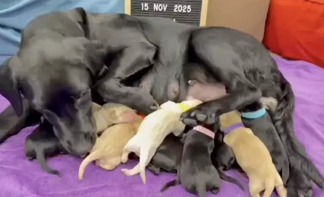 海關「添丁」，搜查犬Belle一胎生了9隻BB。海關FB影片截圖