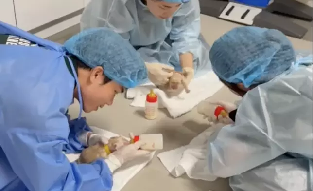 狗BB獲得24小時貼身照顧。海關FB影片截圖