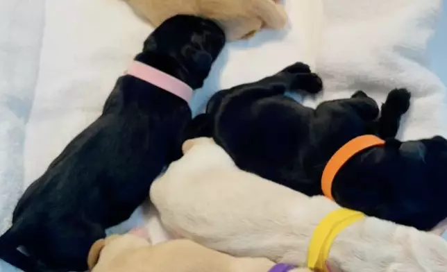 9隻BB萌爆。海關FB影片截圖