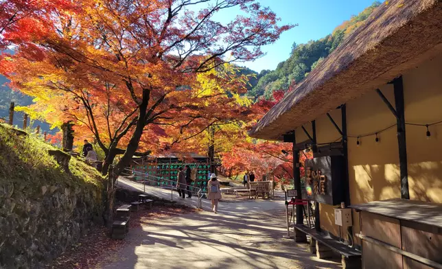 又到賞楓的季節，深受香港人喜愛的日本到處都充斥着港人的足跡。資料圖片