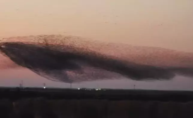 山東候鳥在夕陽下時而變化成巨鯨，時而化身為大鵬震撼全網。影片截圖