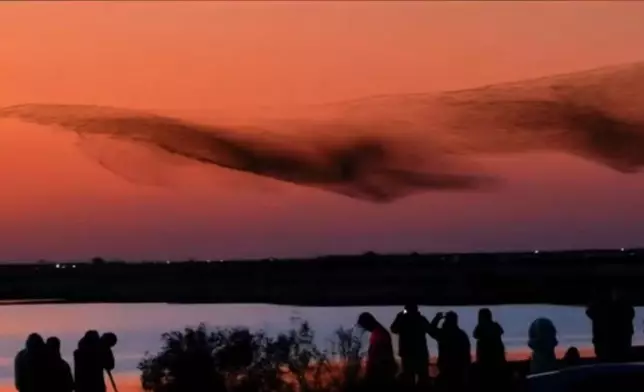 山東候鳥在夕陽下時而變化成巨鯨，時而化身為大鵬震撼全網。影片截圖