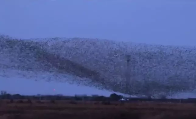 山東候鳥在夕陽下時而變化成巨鯨，時而化身為大鵬震撼全網。影片截圖