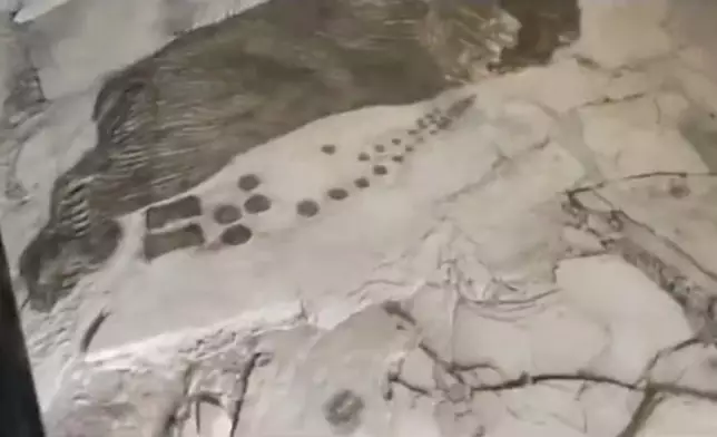 侏羅紀恐龍足跡化石揭示了早期獸腳類行為之謎。影片截圖