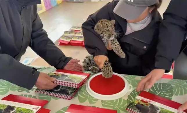 動物園推新生動物寶寶日曆，金錢豹BB被迫「打工」蓋爪印送祝福露無奈表情。影片截圖