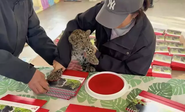 動物園推新生動物寶寶日曆，金錢豹BB被迫「打工」蓋爪印送祝福露無奈表情。影片截圖