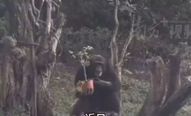 動物園黑猩猩朝遊客拋擲花盆被投訴，事後被即時「關禁閉」。影片截圖