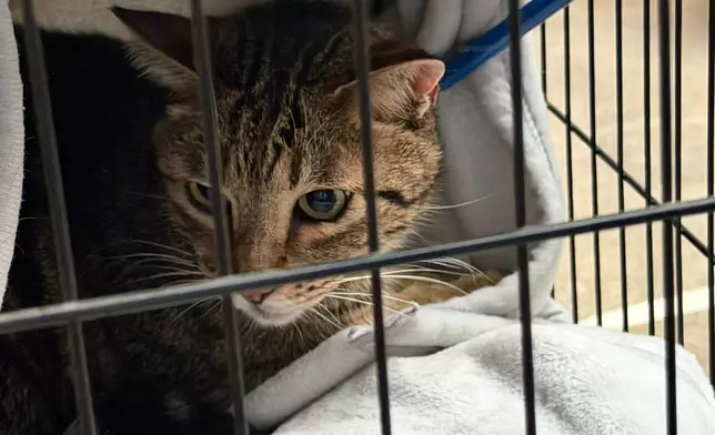 火場內找到的貓。