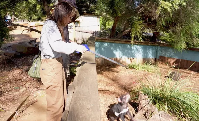 呢個係澳洲嘅本土動物-「塔斯曼尼亞惡魔」，聽講好大力。