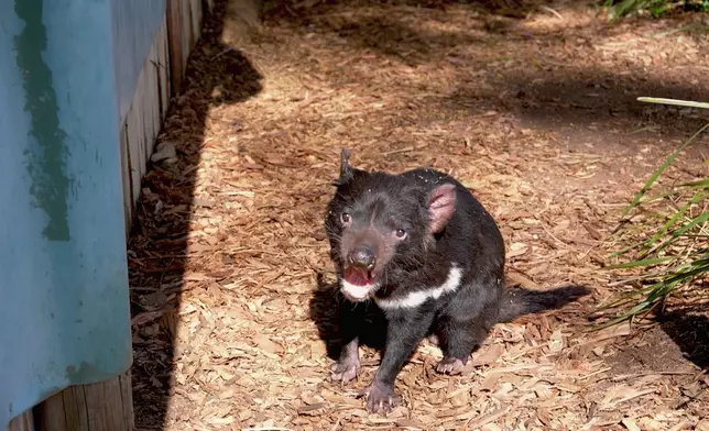 呢個係澳洲嘅本土動物-「塔斯曼尼亞惡魔」，聽講好大力。