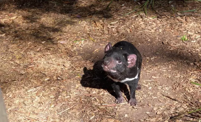 呢個係澳洲嘅本土動物-「塔斯曼尼亞惡魔」，聽講好大力。
