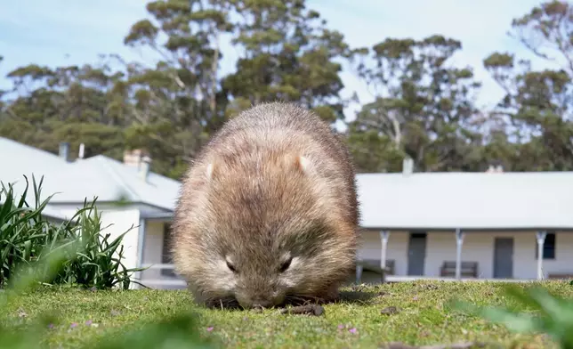 又係澳洲本土動物-「袋熊」。