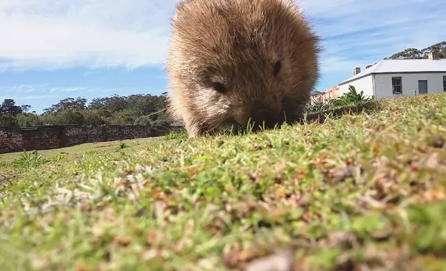 又係澳洲本土動物-「袋熊」。
