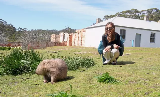 又係澳洲本土動物-「袋熊」。