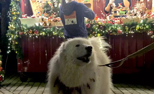 市民帶寵物到場。kaguratam Threads圖片