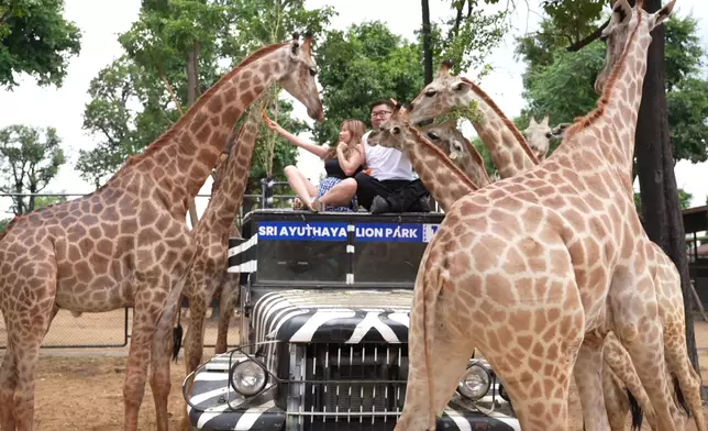 長頸鹿將波波當成紅蘿蔔。