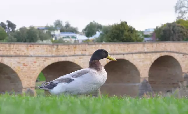 Christy亦到列治文，於全澳洲歷史最悠久、規模最大的古老石拱橋打卡。