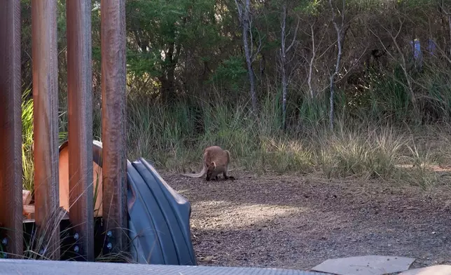 偶爾還有袋鼠經過作鄰居。