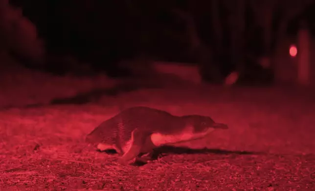 夜晚Christy更到Bicheno小鎮看藍企鵝，還遇上企鵝BB，十分Cutie。