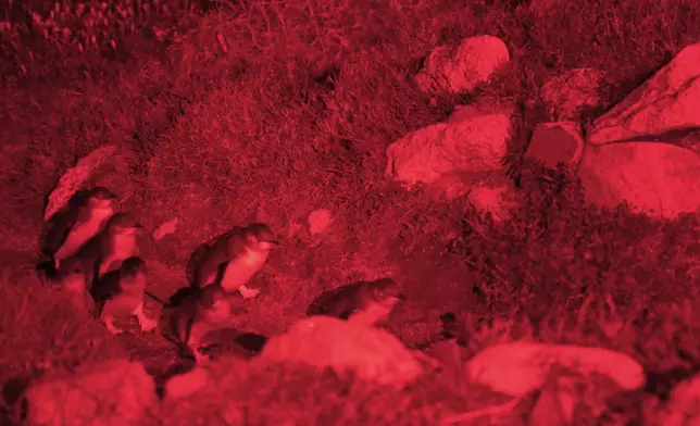 夜晚Christy更到Bicheno小鎮看藍企鵝，還遇上企鵝BB，十分Cutie。