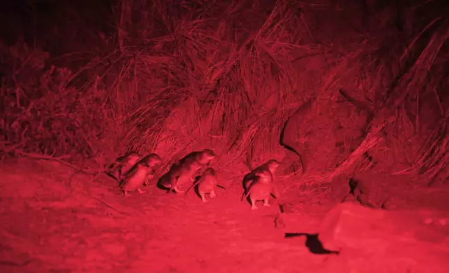 夜晚Christy更到Bicheno小鎮看藍企鵝，還遇上企鵝BB，十分Cutie。