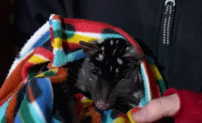 Christy更睇「塔斯曼尼亞惡魔」—袋獾。