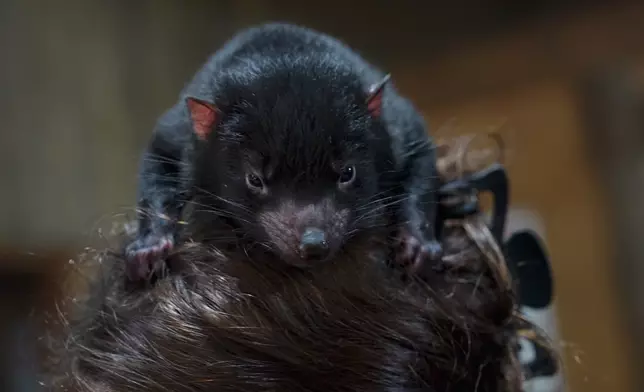 Christy更睇「塔斯曼尼亞惡魔」—袋獾。