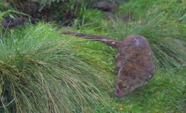 Christy更睇「塔斯曼尼亞惡魔」—袋獾。