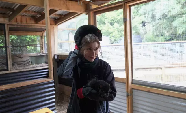 Christy更睇「塔斯曼尼亞惡魔」—袋獾。