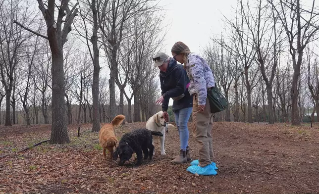 Christy跟著「松露犬」一同找松露。