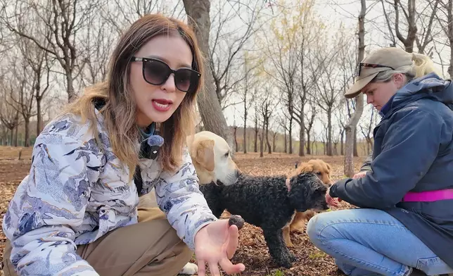 Christy跟著「松露犬」一同找松露。