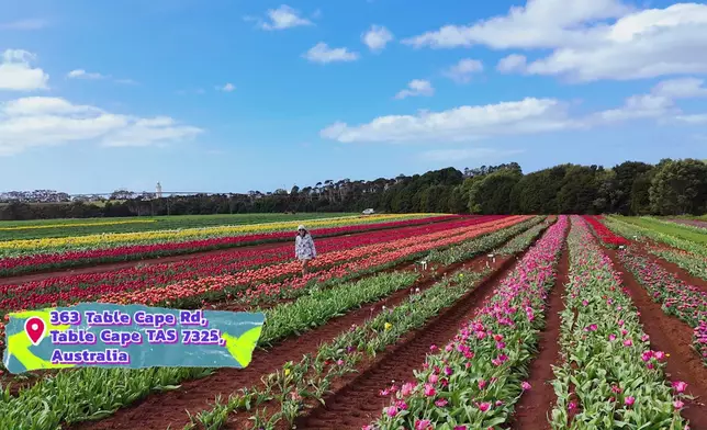 前往鬱金香園，花海打卡超治癒。
