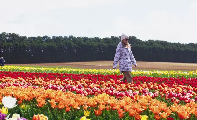 前往鬱金香園，花海打卡超治癒。